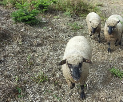 Drei unserer acht Shropshire-Schafe. Foto: © S.Heimes